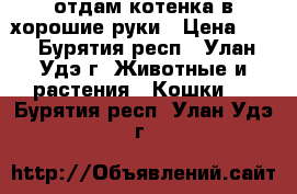 отдам котенка в хорошие руки › Цена ­ - - Бурятия респ., Улан-Удэ г. Животные и растения » Кошки   . Бурятия респ.,Улан-Удэ г.